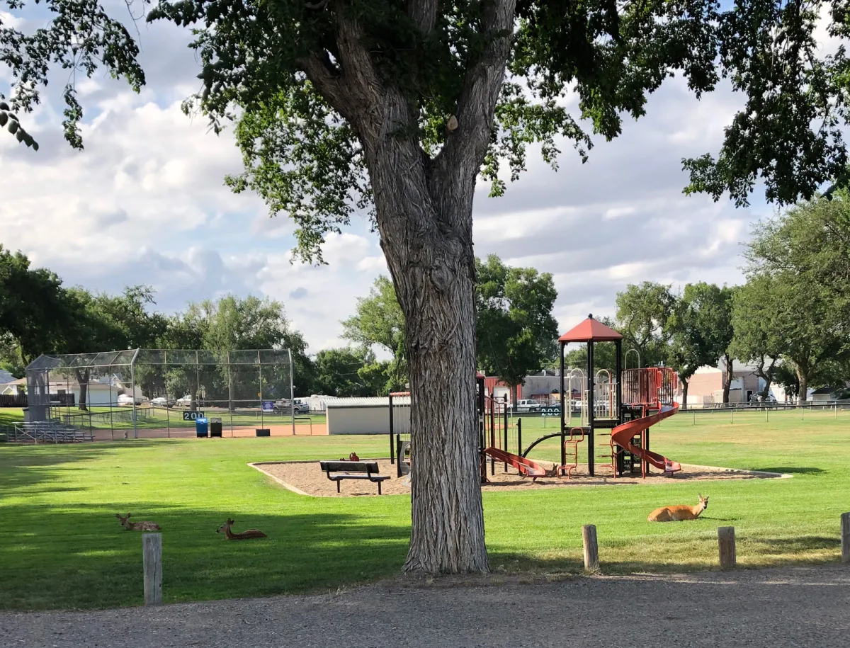 What we see in the park beside the Plainsman plant