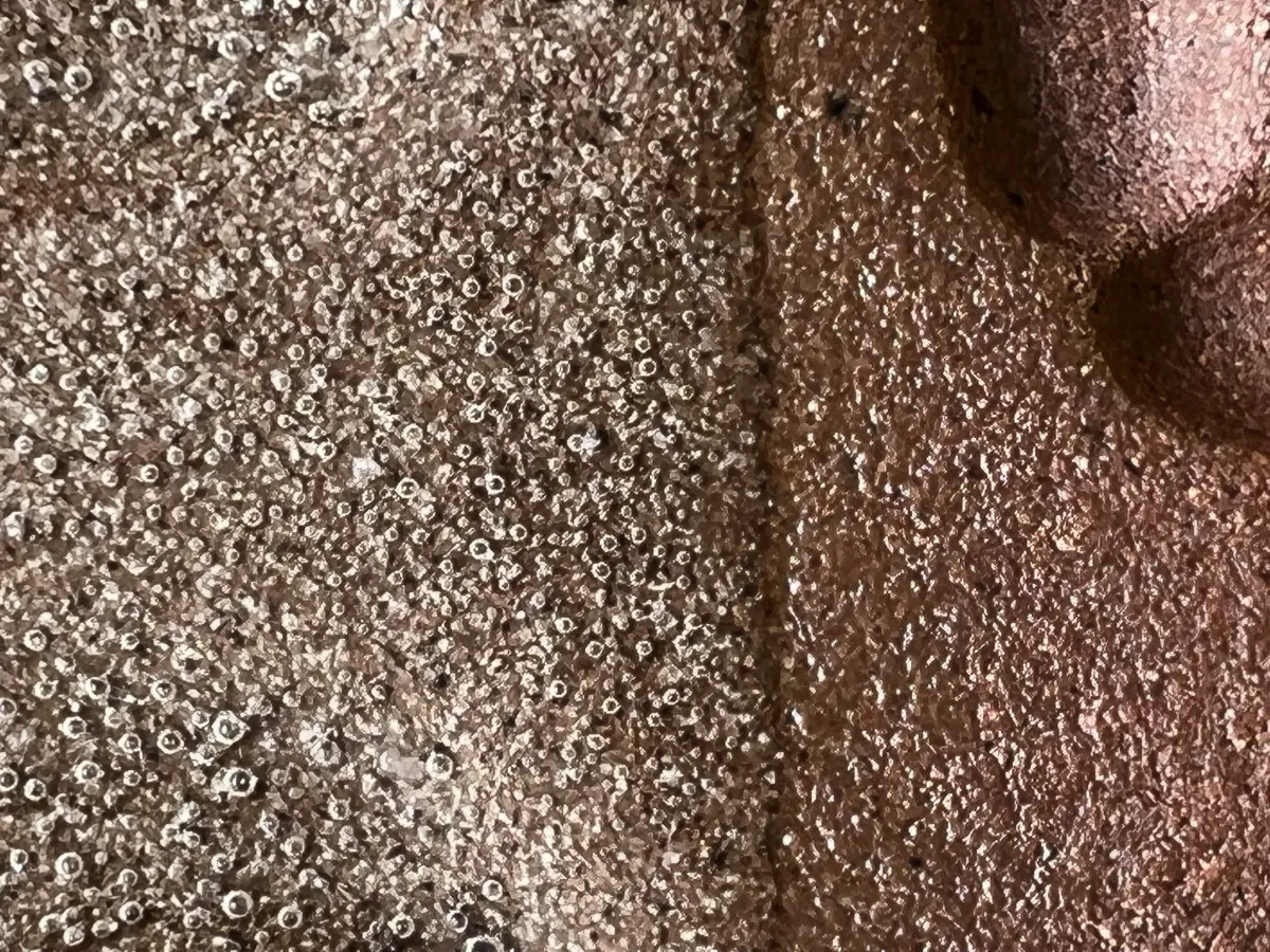 New macro-capable cameras on cell phones are great for close-ups